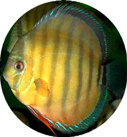 Wild Caught Golden Xingu Discus - 5-6 inch Wild Caught Golden Xingu Discus - 5-6 inch